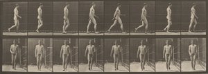  by Eadweard Muybridge