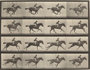 Plaka Numarası 626. Dörtnala, safkan defne kısrağı, Annie G. by Eadweard Muybridge