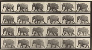 Plaka Numarası 733. Fil yürüyüşü by Eadweard Muybridge
