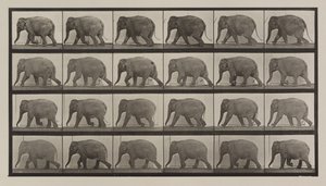Plaka Numarası 733. Fil yürüyüşü by Eadweard Muybridge