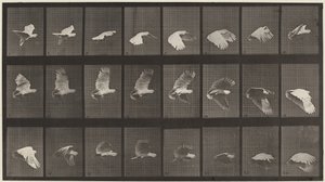  by Eadweard Muybridge