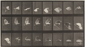 Plaka Numarası 758. Uçan Kakadu by Eadweard Muybridge
