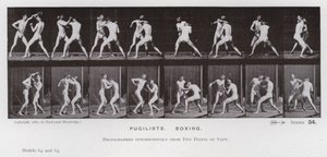 Hareket Halindeki İnsan Figürü: Boksörler, Boks (s/b fotoğraf) by Eadweard Muybridge