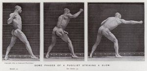 Hareket Halindeki İnsan Figürü: Bir boksörün darbe vurduğu bazı aşamalar (s/b fotoğraf) by Eadweard Muybridge