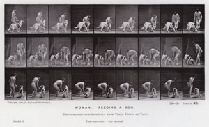 Hareket Halindeki İnsan Figürü: Köpeği besleyen kadın (s/b fotoğraf) by Eadweard Muybridge
