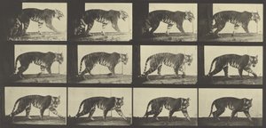 Tiger Walking, Animal Locomotion