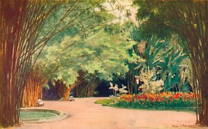 Bambu Korusu - Botanik Bahçeleri, 1914