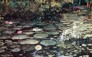 Victoria Regia (renkli taş)