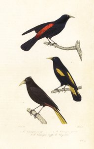 Cacique türleri ve tepeli oropendola. by Edouard (after) Travies