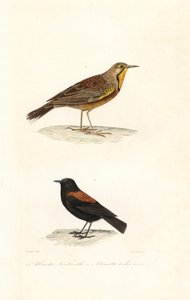 Cape longclaw ve Patagonya negrito. by Edouard (after) Travies