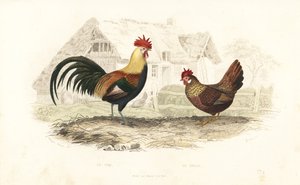 Horoz ve tavuk, Phasianus gallus. by Edouard (after) Travies