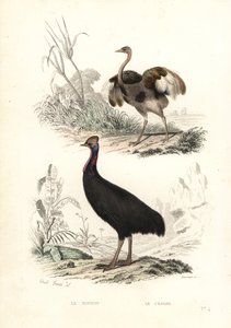 Büyük rhea ve güney cassowary. by Edouard (after) Travies