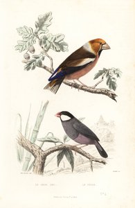 Hawfinch ve Java serçesi. by Edouard (after) Travies
