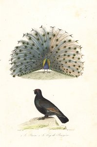 Hint tavus kuşu ve batı capercaillie.