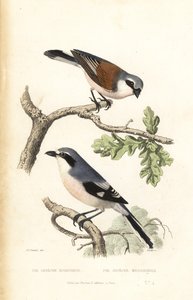 Kızıl sırtlı örümcek kuşu ve İber gri örümcek kuşu. by Edouard (after) Travies
