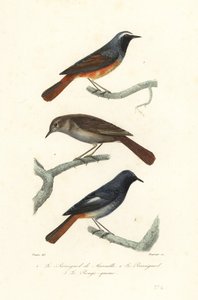 Kızılbaş, ardıç bülbülü ve siyah kızılbaş. by Edouard (after) Travies