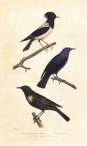 Yüzük ouzel, mavi taş ardıç kuşu ve pembe sığırcık. by Edouard (after) Travies