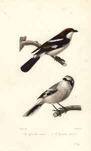 Woodchat örümcek kuşu ve büyük gri örümcek kuşu. by Edouard (after) Travies