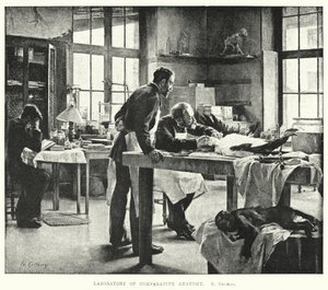 Karşılaştırmalı anatomi laboratuvarı (gravür) by Edouard Gelhay
