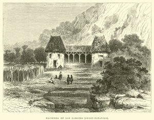 Los Camotes Hacienda, Tatlı patates by Edouard Riou