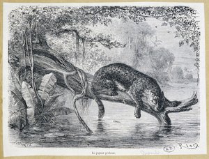 Jaguar avını suyun üzerinde bir ağaç gövdesinde izliyor - 19. yüzyıl gravürü by Edouard Riou