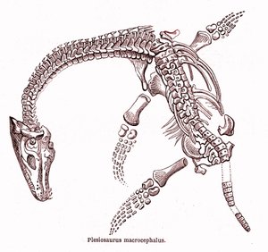 Plesiosaurus makrosefali by Edouard Riou
