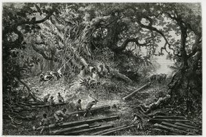 And Dağları ormanlarında maun sömürüsü. 1882