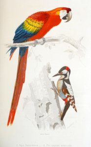1. Ara Aracanga. 2. Pic büyük epeiche by Edouard Travies