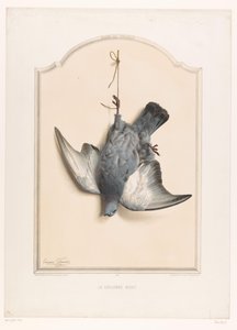 Tek ayak üzerinde asılı ölü kaya güvercini La colombe biset (nesne üzerindeki başlık) Avcı Müzesi (dizi adı) Musée du chasseur (nesne üzerinde seri başlığı)