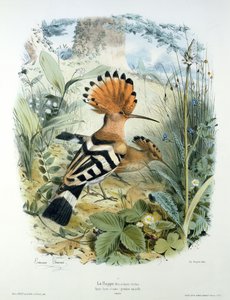 İbibik (Upupa Epopları)