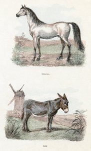 At ve eşek- "Alfabe hayvanları gösterir" 19. yüzyıl (gravür) by Edouard Travies