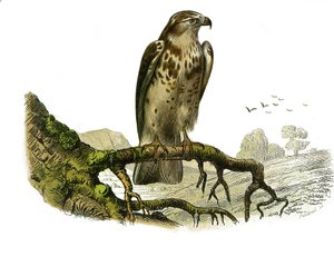 Doğa Tarihi Panosu: Geceleri yırtıcı kuşları temsil eden zoolojik pano. Jean le Blanc (Jean-Le-Blanc). Doğa bilimci Georges Louis Leclerc, Count of Buffon (1707-1788) tarafından yazılan “Buffon