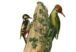 Doğal Tarih Kurulu: Dağcıları temsil eden zoolojik tahta. Epeiche ve yeşil ağaçkakan kırmızı bir kafaya (yeşil tepe) sahiptir. Doğa bilimci Georges Louis Leclerc, Coun tarafından yazılan “” Works Complete of Buffon””daki kuşlarla ilgili dokuz ciltten alına