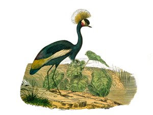 Doğal Tarih Kurulu: Su kuşlarını ve kültür kuşlarını temsil eden zoolojik tahta by Edouard Travies