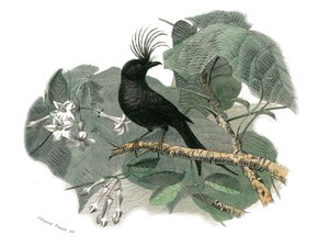 Doğal Tarih Plakası: Dentirostrous ötücüleri temsil eden zoolojik tahta (echancre ile). Drongo. Doğa bilimci Georges Louis Leclerc, Count of Buffon (1707-1788) tarafından yazılan “Buffon