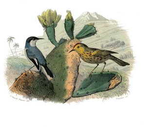 Doğal Tarih Plakası: Dentirostrous yoldan geçenleri temsil eden zoolojik tahta by Edouard Travies