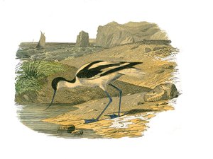 Doğal Tarih Plakası: Uzunlamasına kuşları temsil eden zoolojik tahta by Edouard Travies