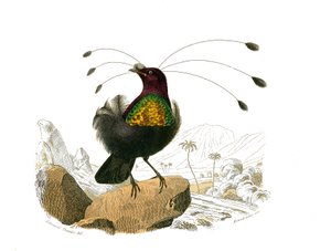 Doğal tarih tahtası: İğne yapraklı ötücü kuşları temsil eden zoolojik tahta (konik gaga). Sifiliz. Doğa bilimci Georges Louis Leclerc, Count of Buffon (1707-1788) tarafından yazılan “Buffon