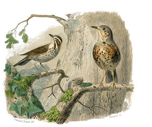 Doğal tarih tahtası: İğne yapraklı ötücü kuşları temsil eden zoolojik tahta (konik gaga). Lanetli ve boşalır. Doğa bilimci Georges Louis Leclerc, Count of Buffon (1. by Edouard Travies