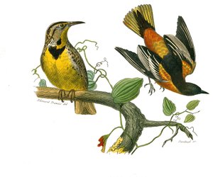 Doğal tarih tahtası: İğne yapraklı ötücü kuşları temsil eden zoolojik tahta (konik gaga). Louisiana ve Baltimore