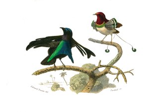 Doğal tarih tahtası: İğne yapraklı ötücü kuşları temsil eden zoolojik tahta (konik gaga). Siyah manucode ve manucode. Doğa bilimci Georges Louis Leclerc, Coun tarafından yazılan “” Works Complete of Buffon””daki kuşlarla ilgili dokuz ciltten alınan plaka by Edouard Travies