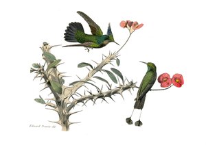 Doğal tarih tahtası: İğne yapraklı ötücü kuşları temsil eden zoolojik tahta (konik gaga). Hoopoly sinek kuşu ve kar ayakkabılı sinek kuşu. Doğa bilimci Georges Louis Le tarafından yazılan “Buffon