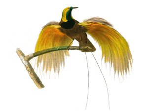 Doğal tarih tahtası: İğne yapraklı yoldan geçenleri temsil eden zoolojik tahta by Edouard Travies