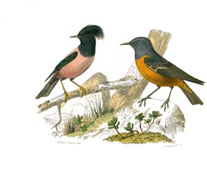 Doğal tarih tahtası: İğne yapraklı yoldan geçenleri temsil eden zoolojik tahta by Edouard Travies