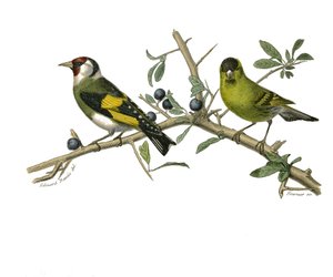 Doğal tarih tahtası: İğne yapraklı yoldan geçenleri temsil eden zoolojik tahta by Edouard Travies