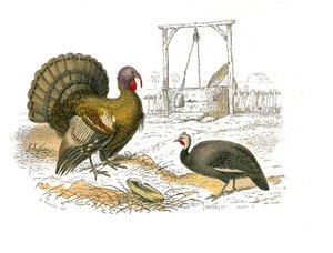 Doğal tarih panosu: Yavruları temsil eden zoolojik pano: horoz hindi by Edouard Travies