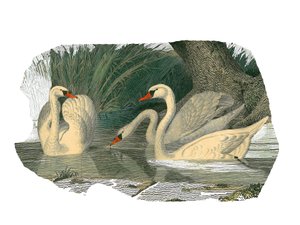 Doğal tarih panosu: Lamellirostrous palmipedleri temsil eden zoolojik pano by Edouard Travies