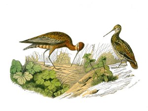 Doğal tarih panosu: Uzunlamasına gölgelemeyi temsil eden zoolojik pano by Edouard Travies