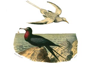 Doğal tarih panosu: Totipalmları temsil eden zoolojik pano by Edouard Travies
