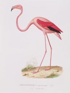 Fournier, pub tarafından oyulmuş Phenicopterus americanus (Flamenko) (sic). Bougeard tarafından by Edouard Travies